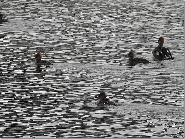 morčák chocholatý - ML646881266