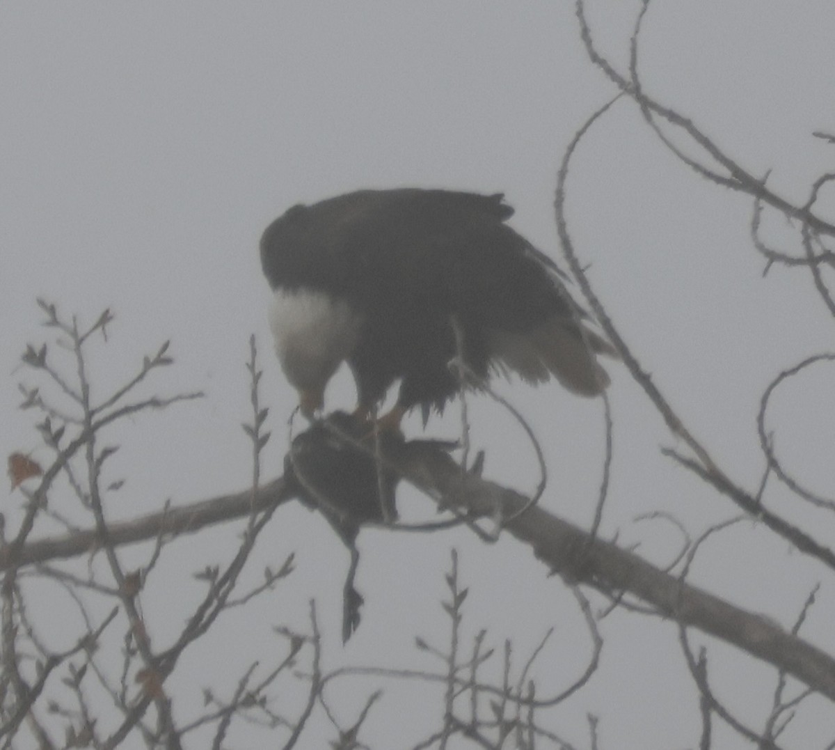 Белоголовый орлан - ML646881267