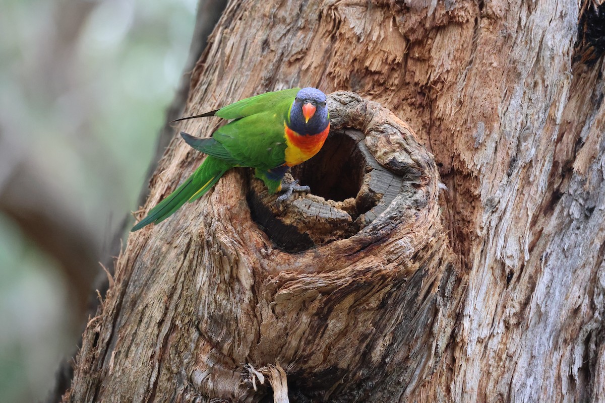 Rainbow Lorikeet - ML646881274