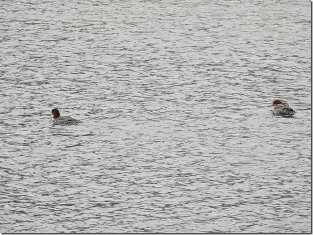 morčák velký - ML646881277