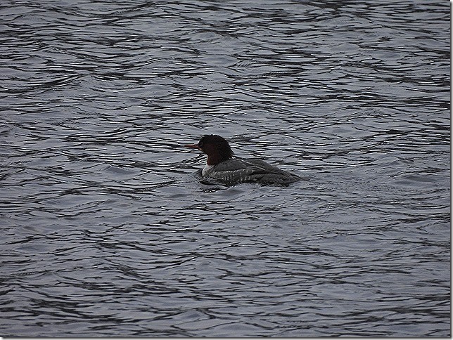 morčák velký - ML646881278