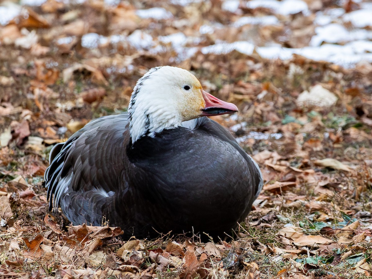 Oca delle nevi - ML646881284