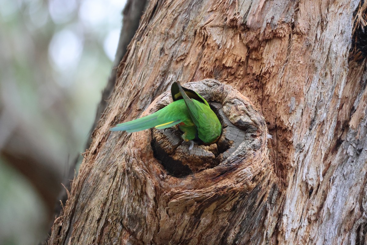 Rainbow Lorikeet - ML646881285