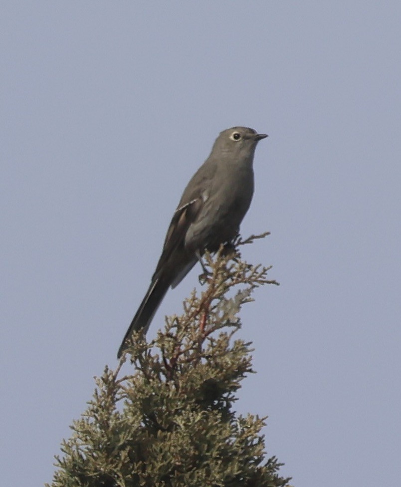 Горный кларино - ML646881286