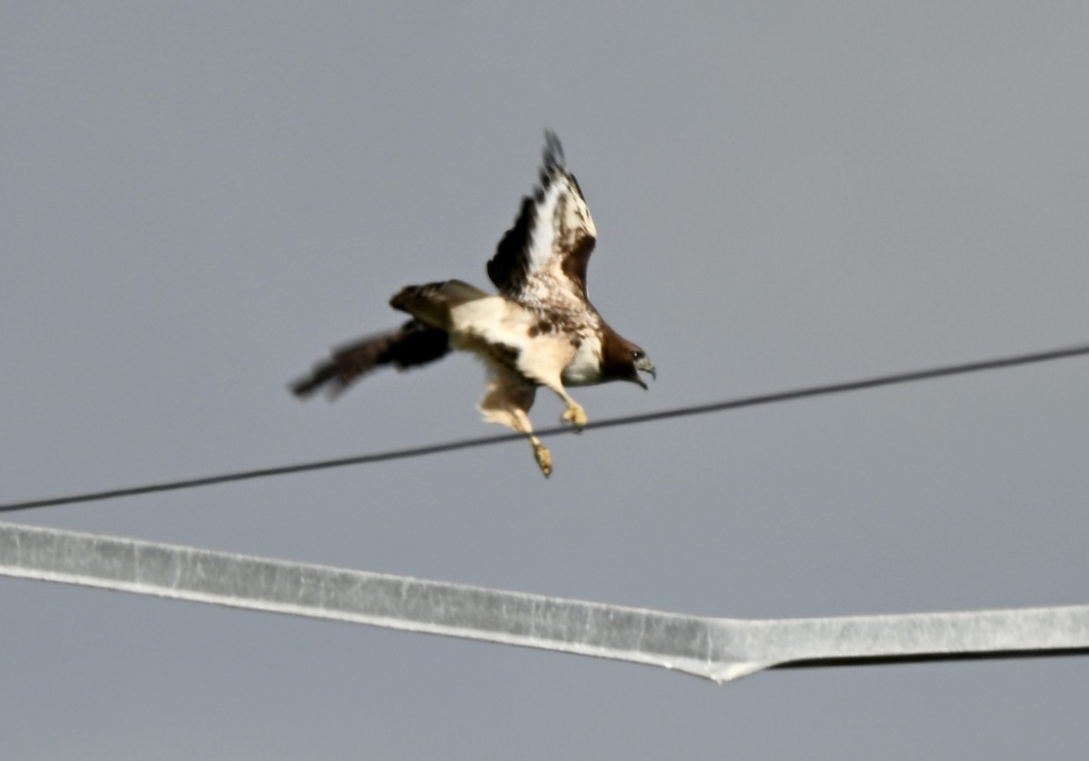 Red-tailed Hawk - ML646881290