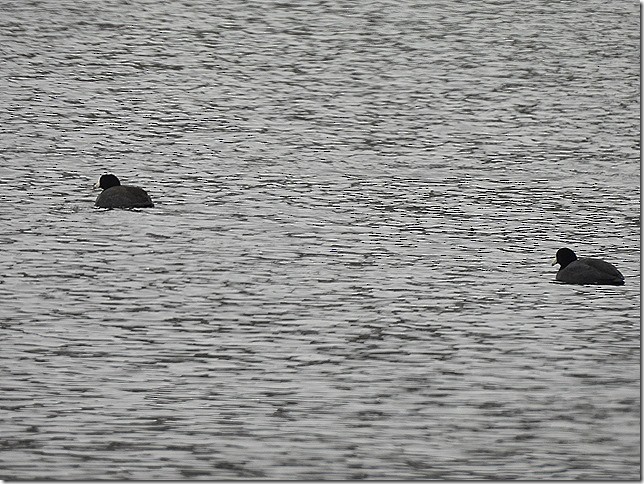 lyska americká - ML646881296