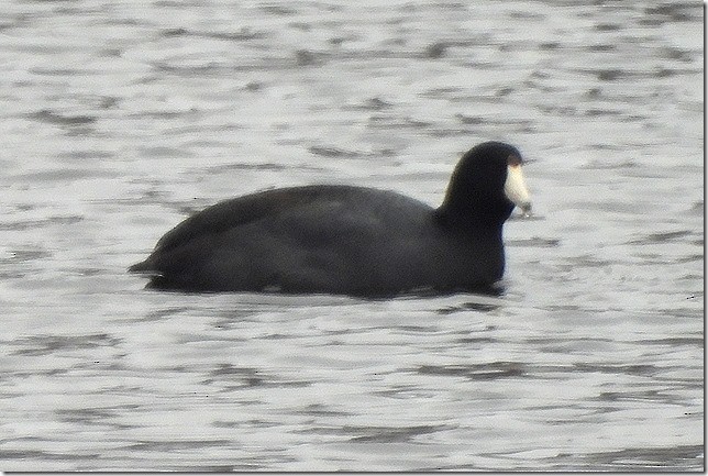 lyska americká - ML646881297