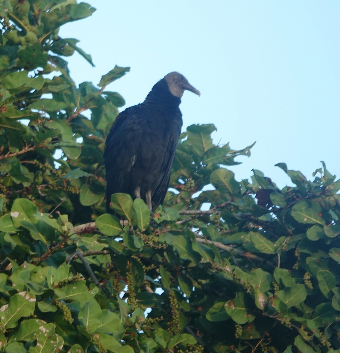 Black Vulture - ML646881307