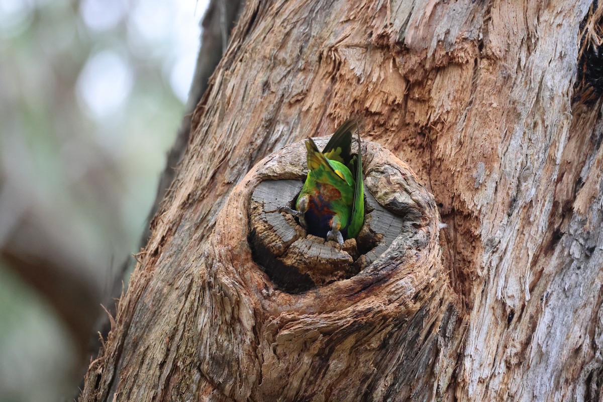 Rainbow Lorikeet - ML646881308