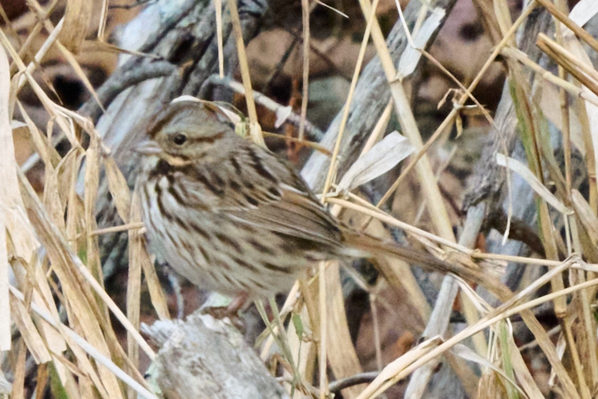 Song Sparrow - ML646881311