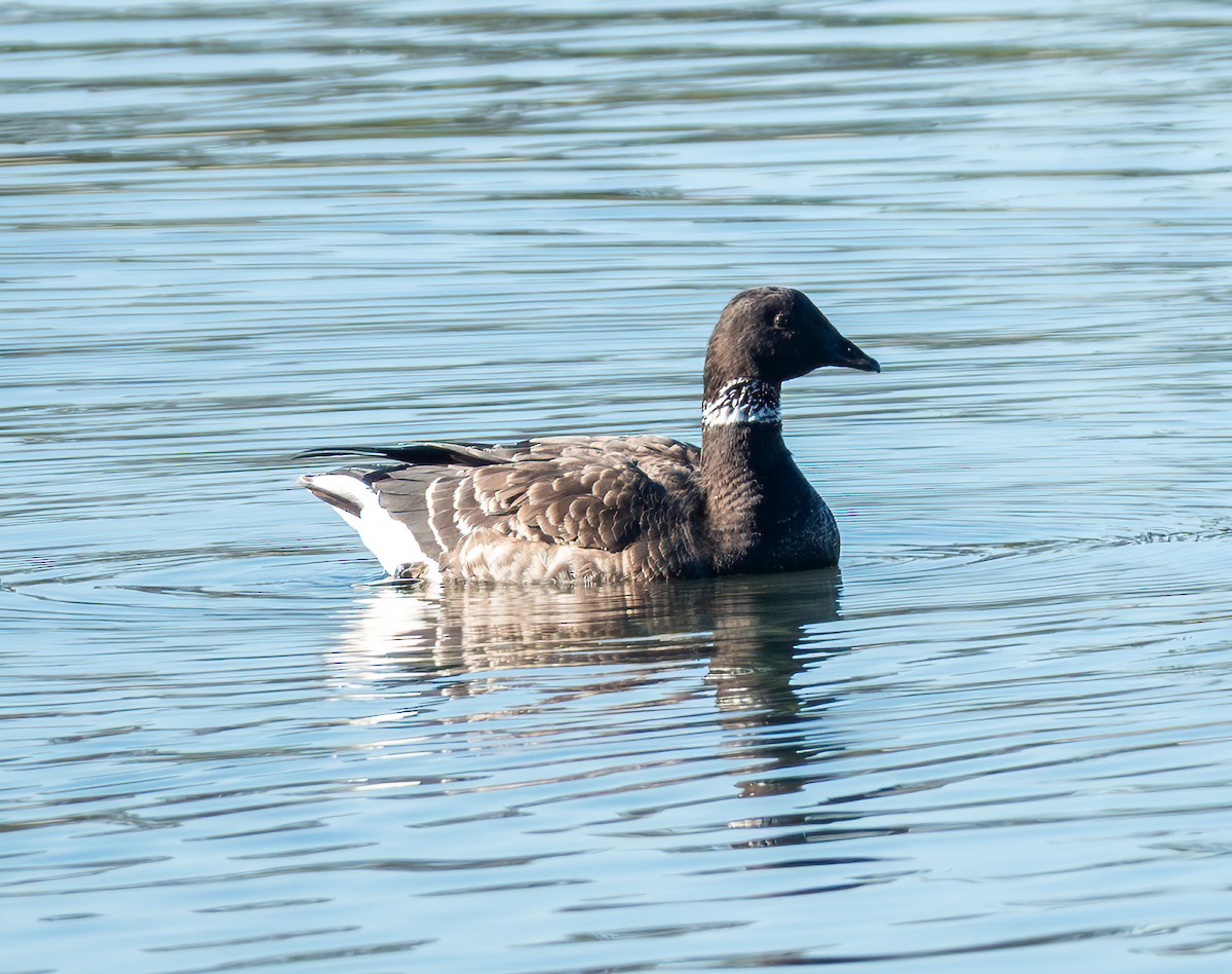 Чёрная казарка - ML646881313