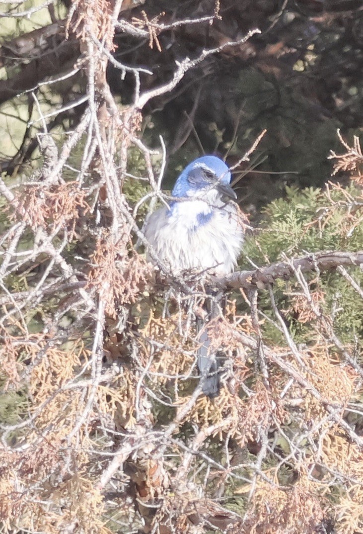 Калифорнийская сойка - ML646881314