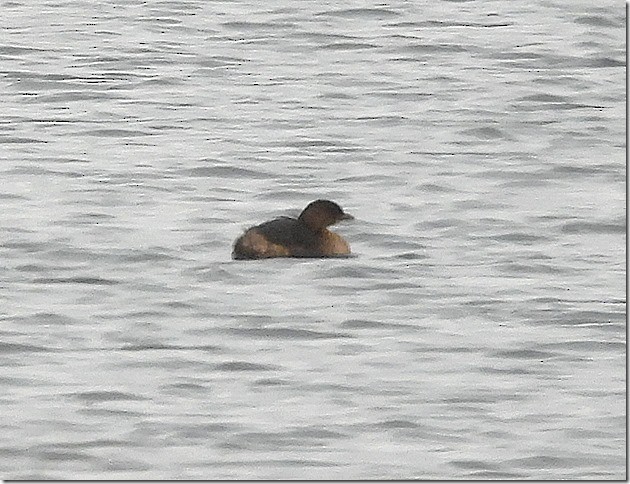 potápka americká - ML646881317