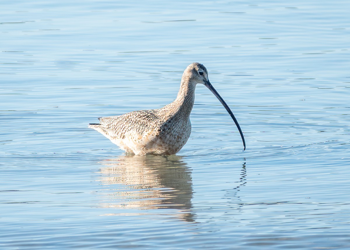 Long-billed Curlew - ML646881325
