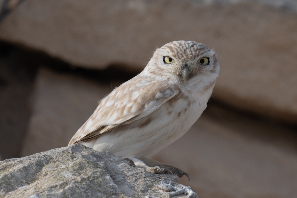 Little Owl - ML646881326