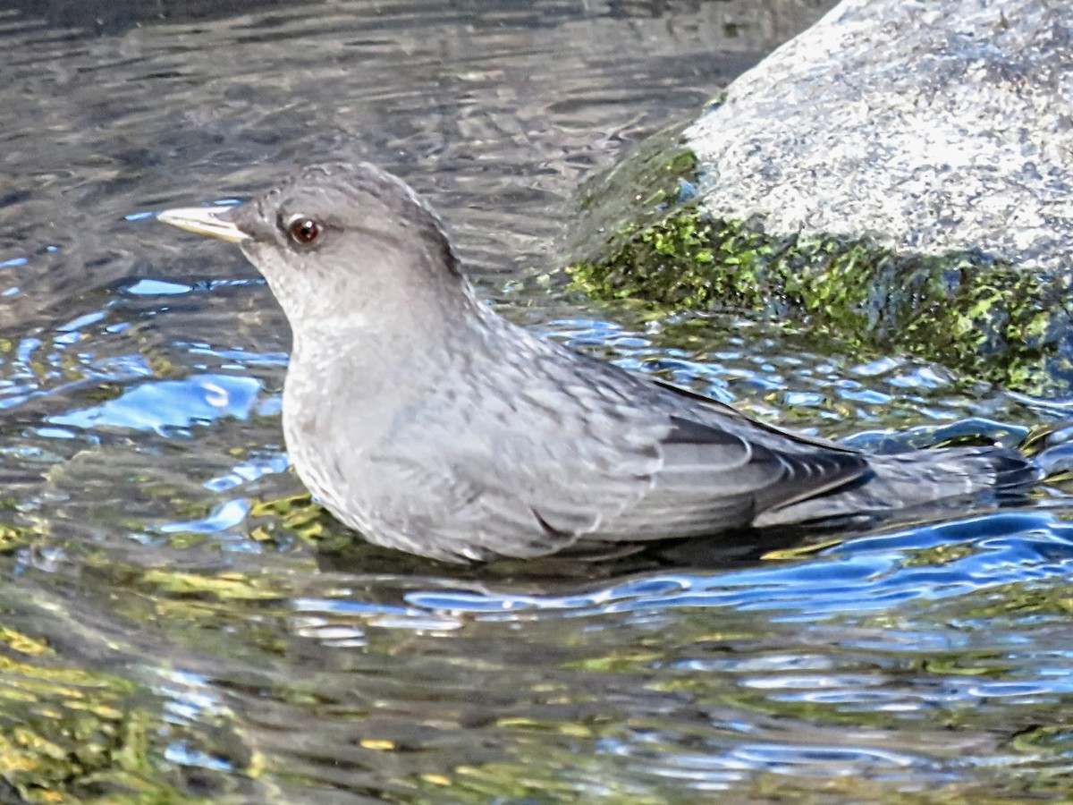 אמודאי אמריקני - ML646881327