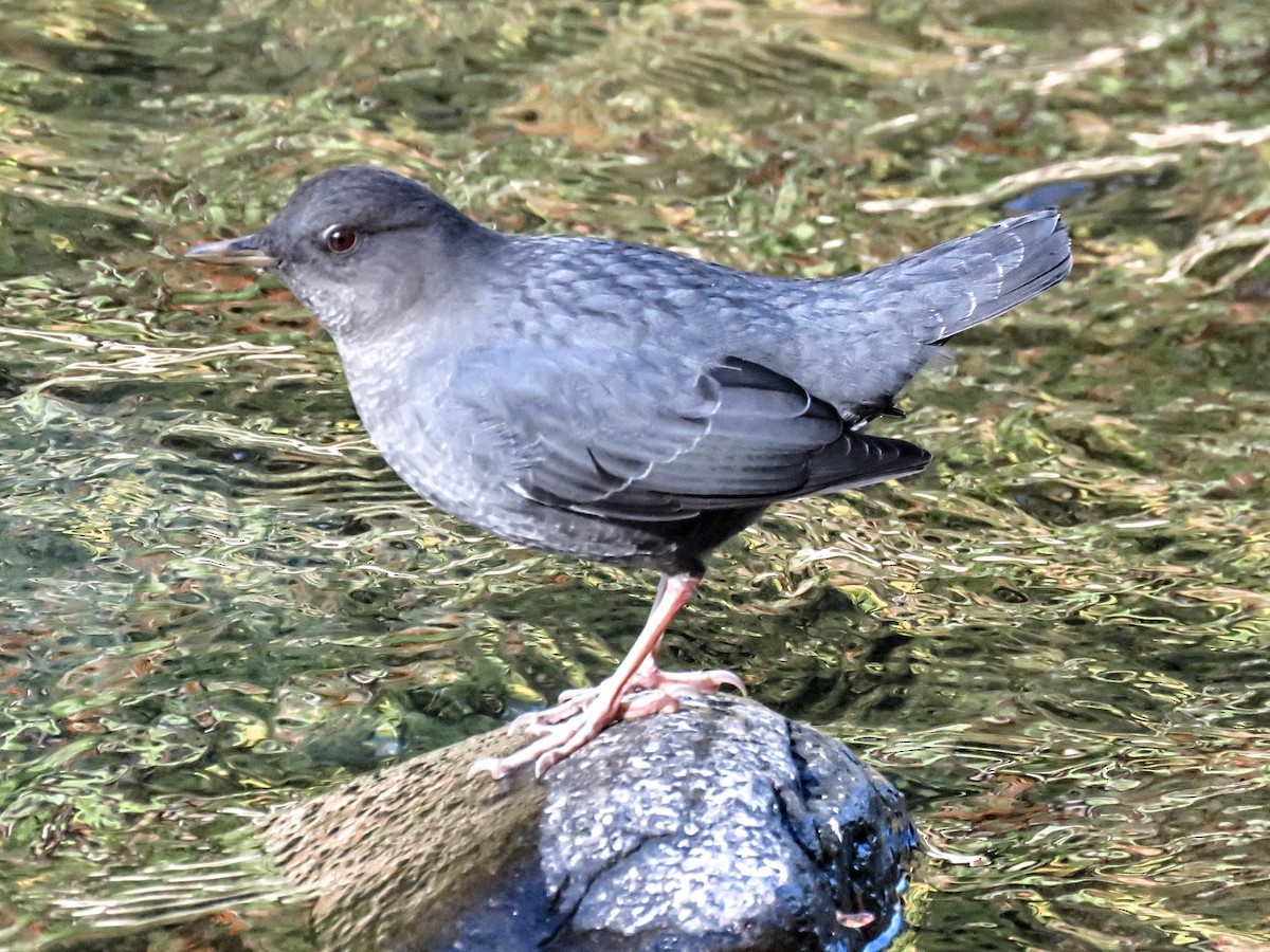 אמודאי אמריקני - ML646881329