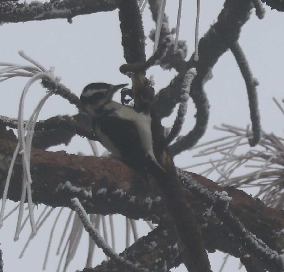 Hairy Woodpecker - ML646881330