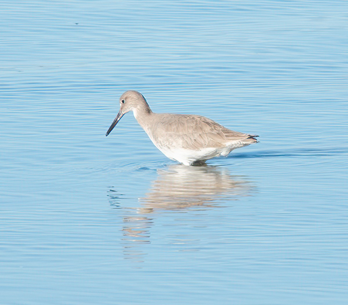 Willet - ML646881331