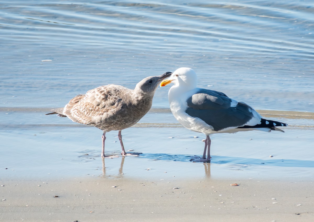 Western Gull - ML646881336