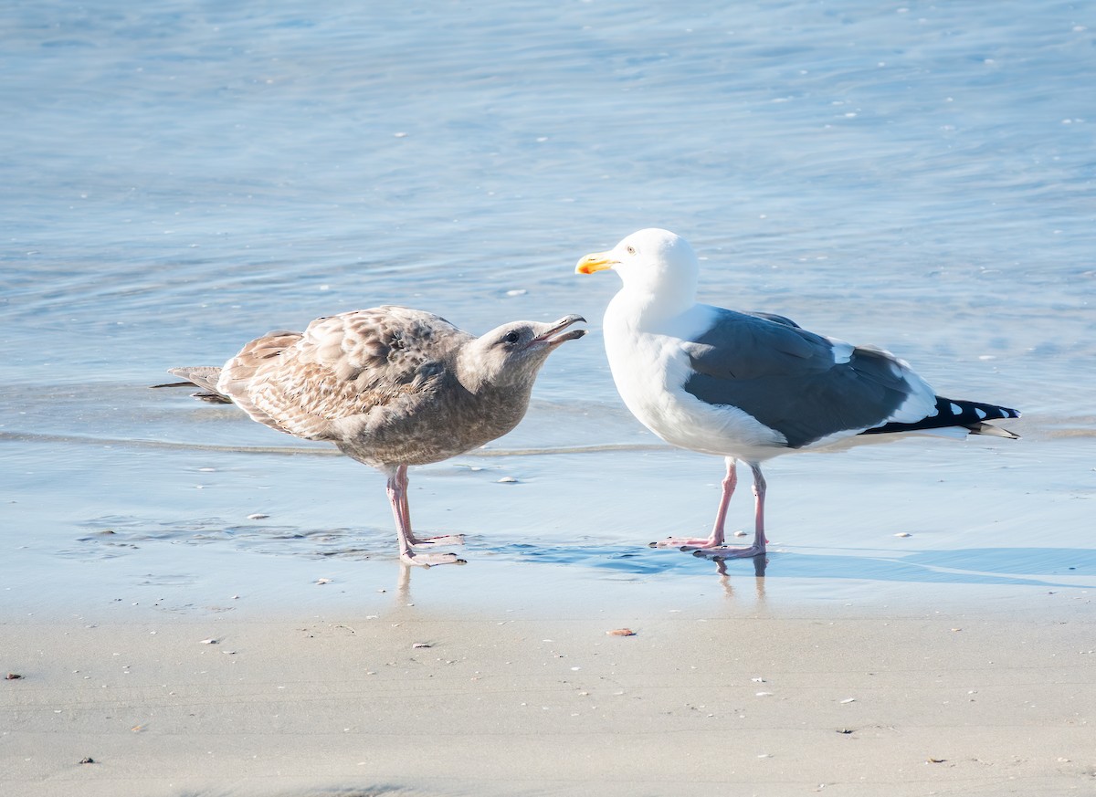 Western Gull - ML646881337