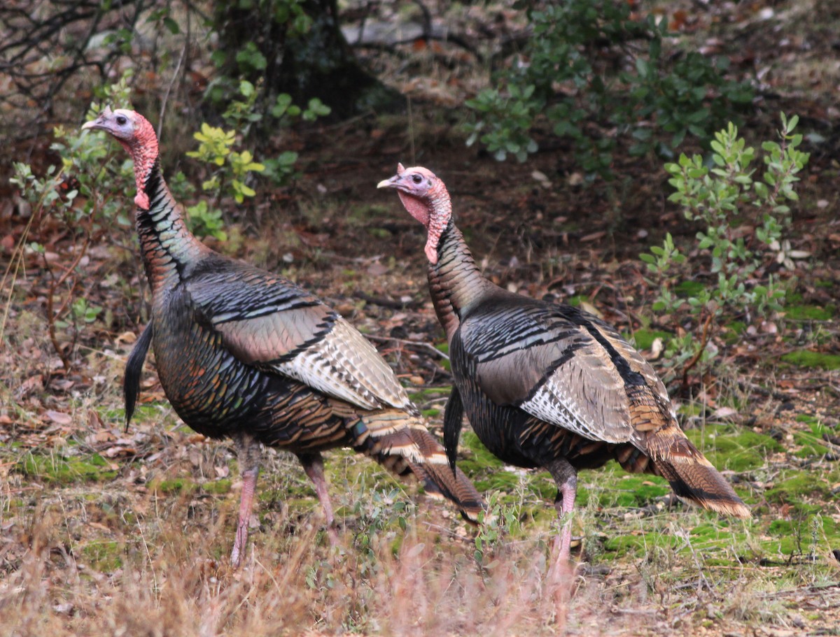 Guajolote Gallipavo - ML646881338