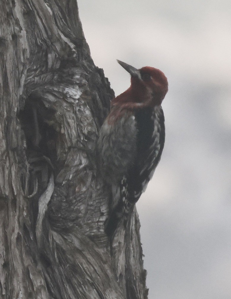 Красногрудый дятел-сокоед - ML646881339