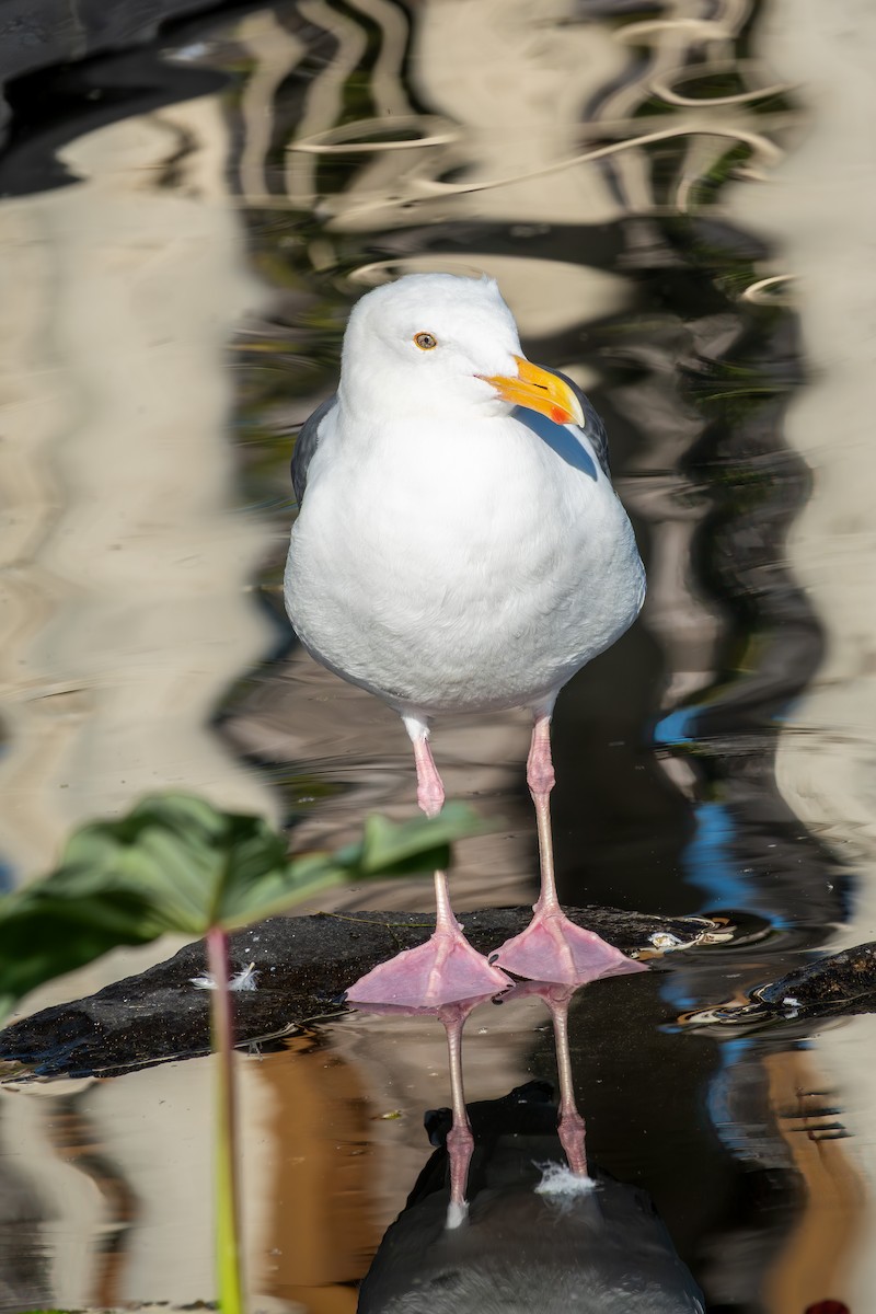 Western Gull - ML646881341