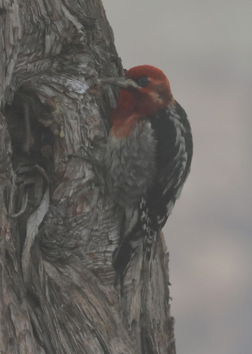 Красногрудый дятел-сокоед - ML646881342