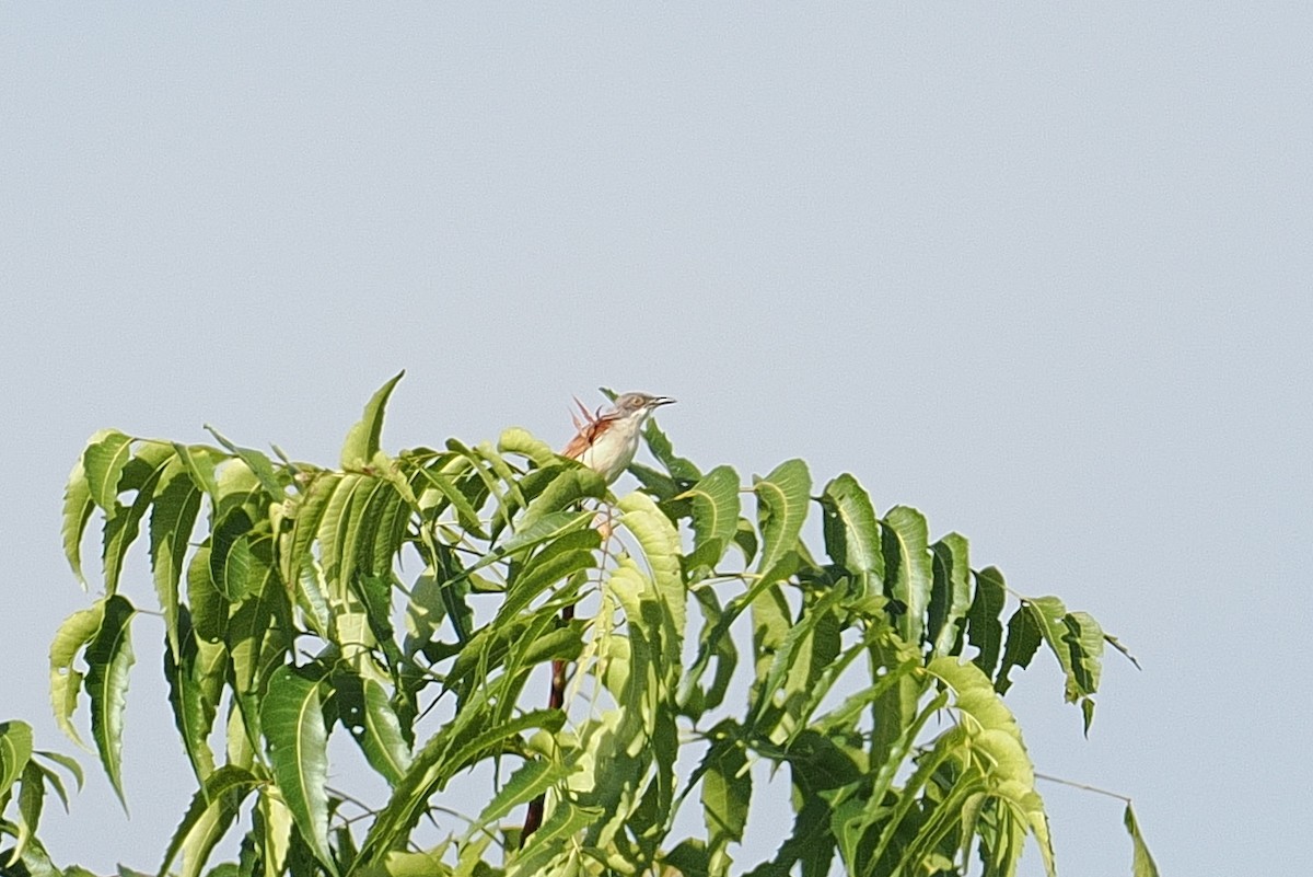 Red-winged Prinia - ML646881343