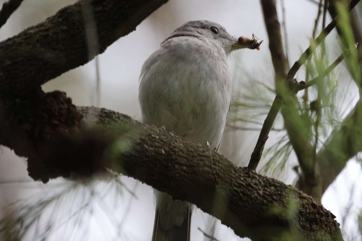 Gray Shrikethrush - ML646881344