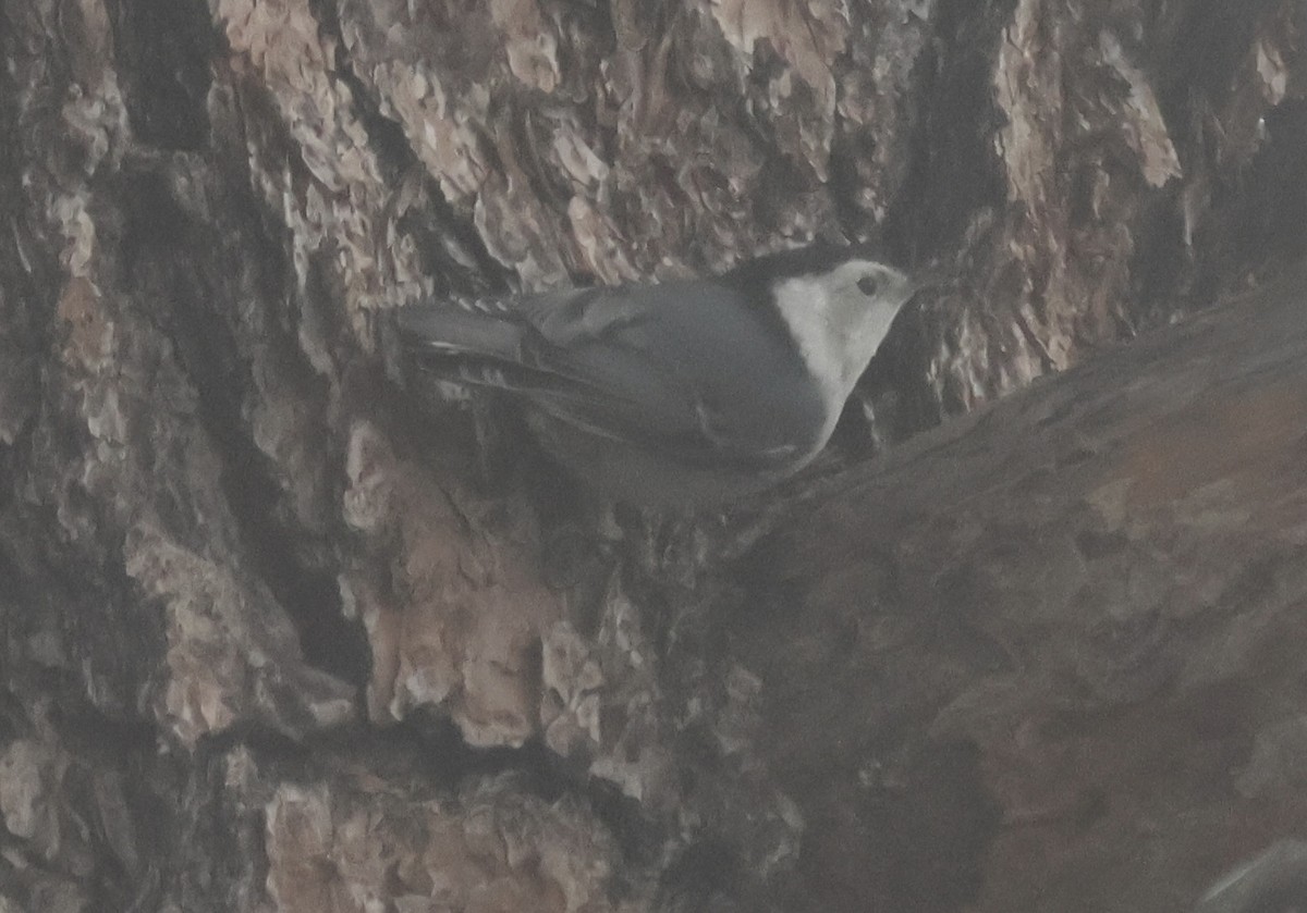 Каролинский поползень - ML646881345