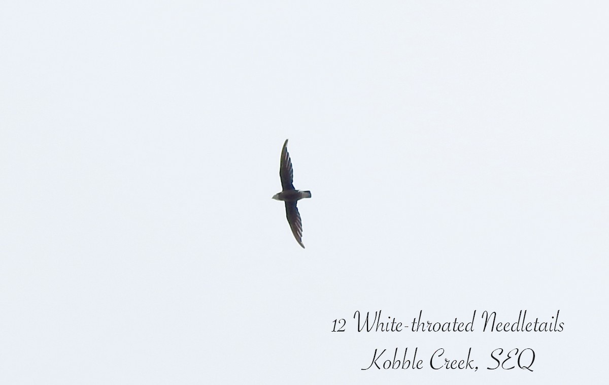 rorýs východní - ML646881347