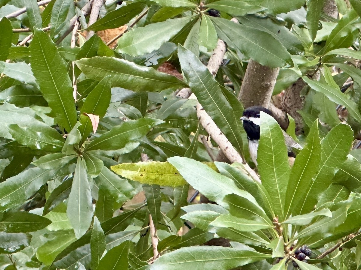 Black-capped Chickadee - ML646881348