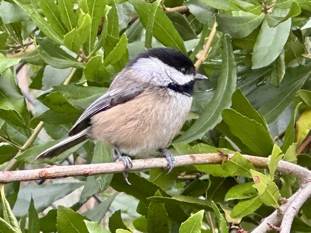 Black-capped Chickadee - ML646881349