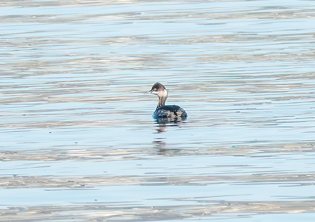 黑頸鸊鷉 - ML646881351