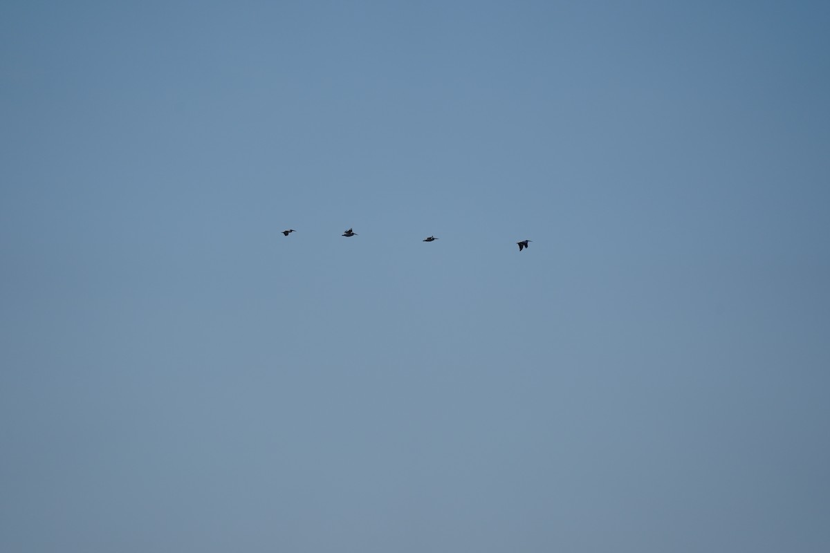 Бурый пеликан - ML646881354