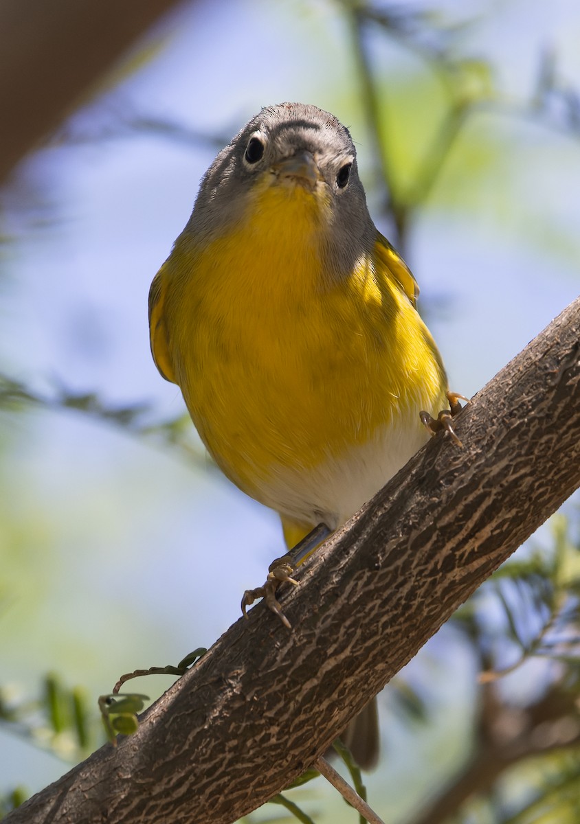 Nashville Warbler - ML646881355