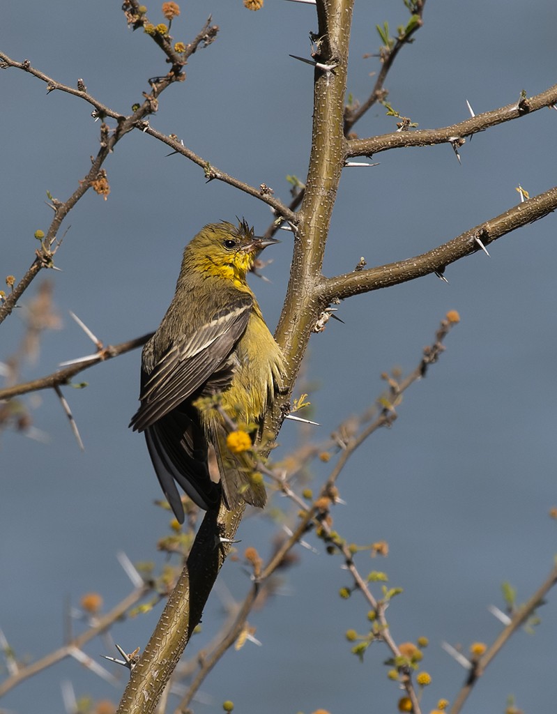 Orchard Oriole - ML646881357