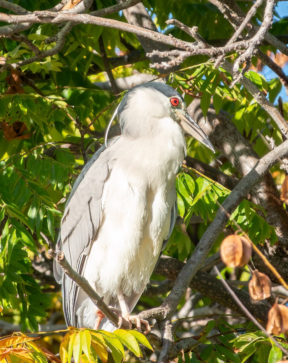 夜鷺 - ML646881358