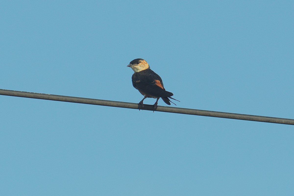 Enara ipurgorri senegaldarra - ML646881360