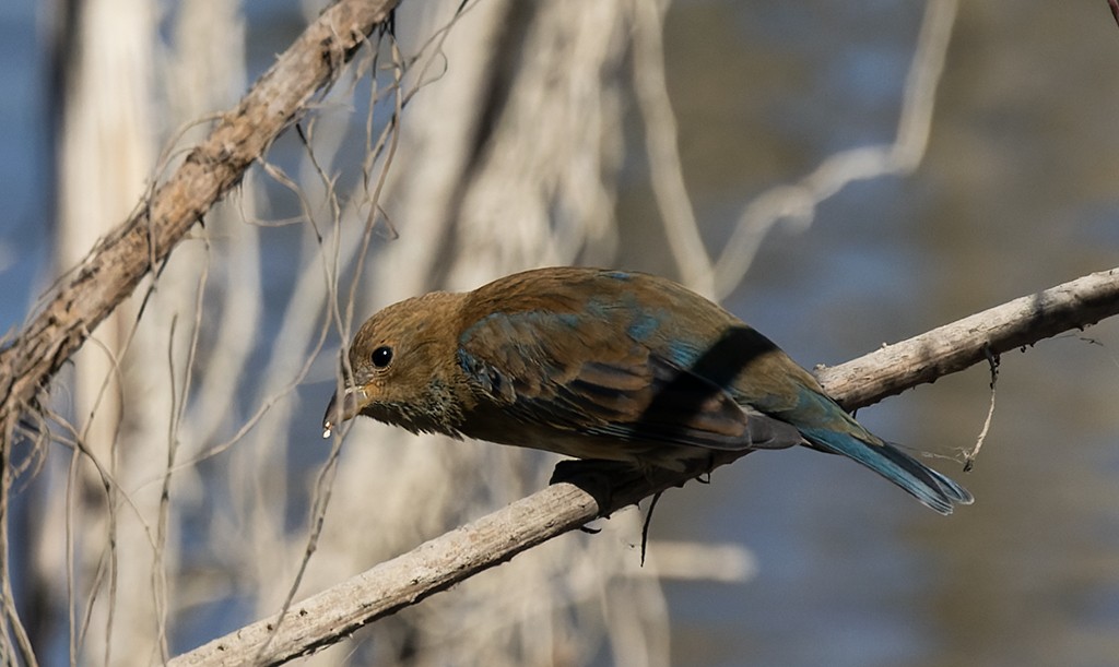 Indigo Bunting - ML646881361