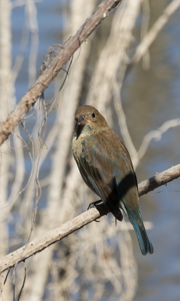Indigo Bunting - ML646881362