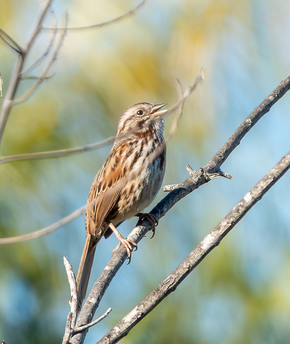 Song Sparrow - ML646881364