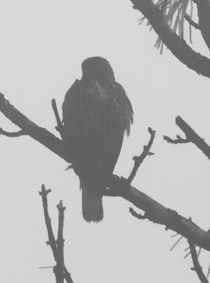 Краснохвостый канюк - ML646881370