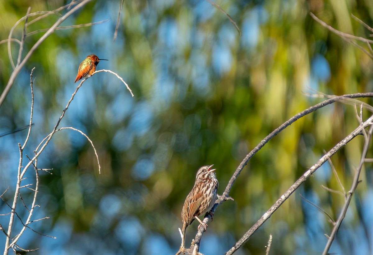 Song Sparrow - ML646881372