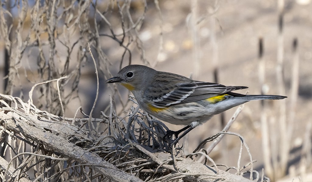 Yellow-rumped Warbler (Audubon's) - ML646881373