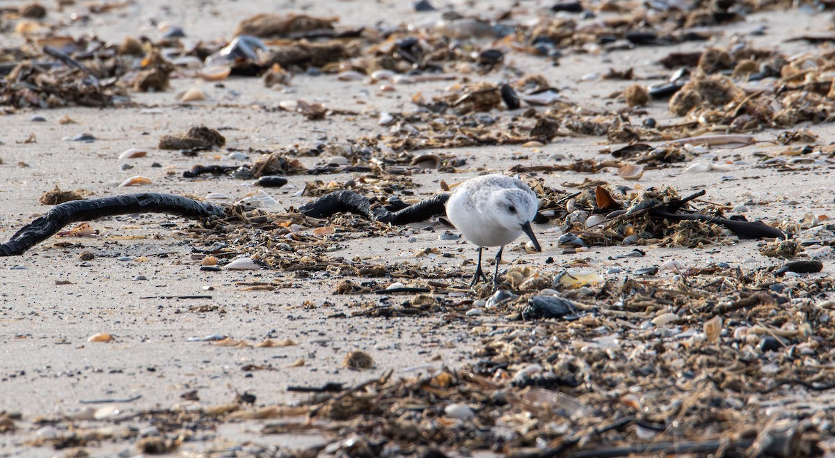Sanderling - ML646881375