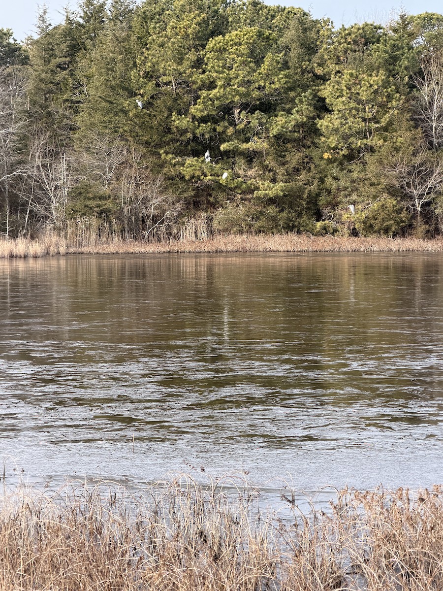 Great Egret - ML646881377