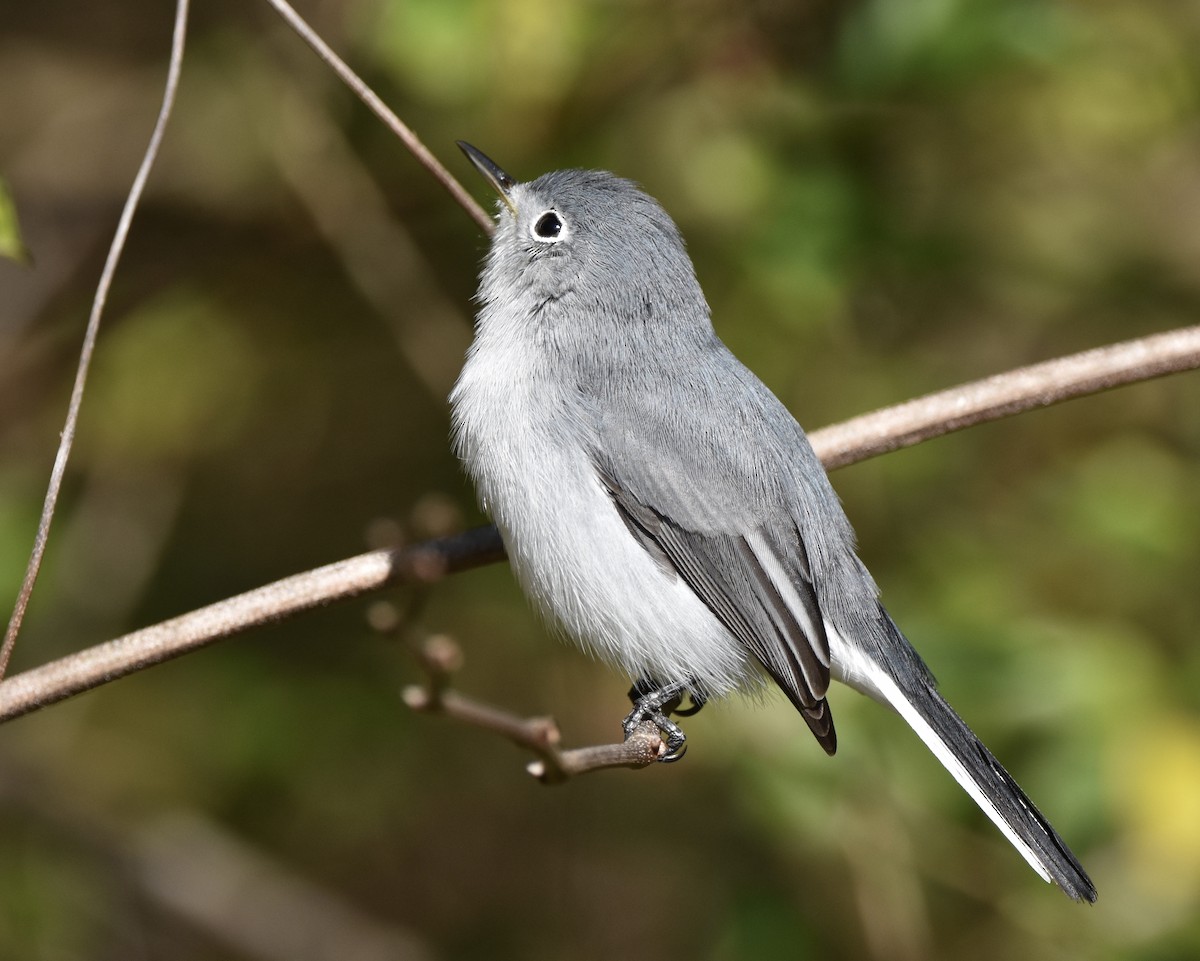 Gobemoucheron gris-bleu - ML646881378